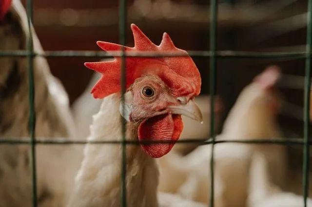 poultryfield